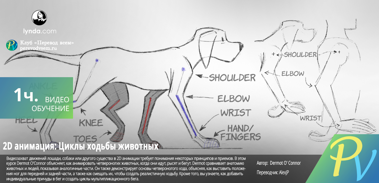 2D-Animation-Animal-Walk-Cycles.png