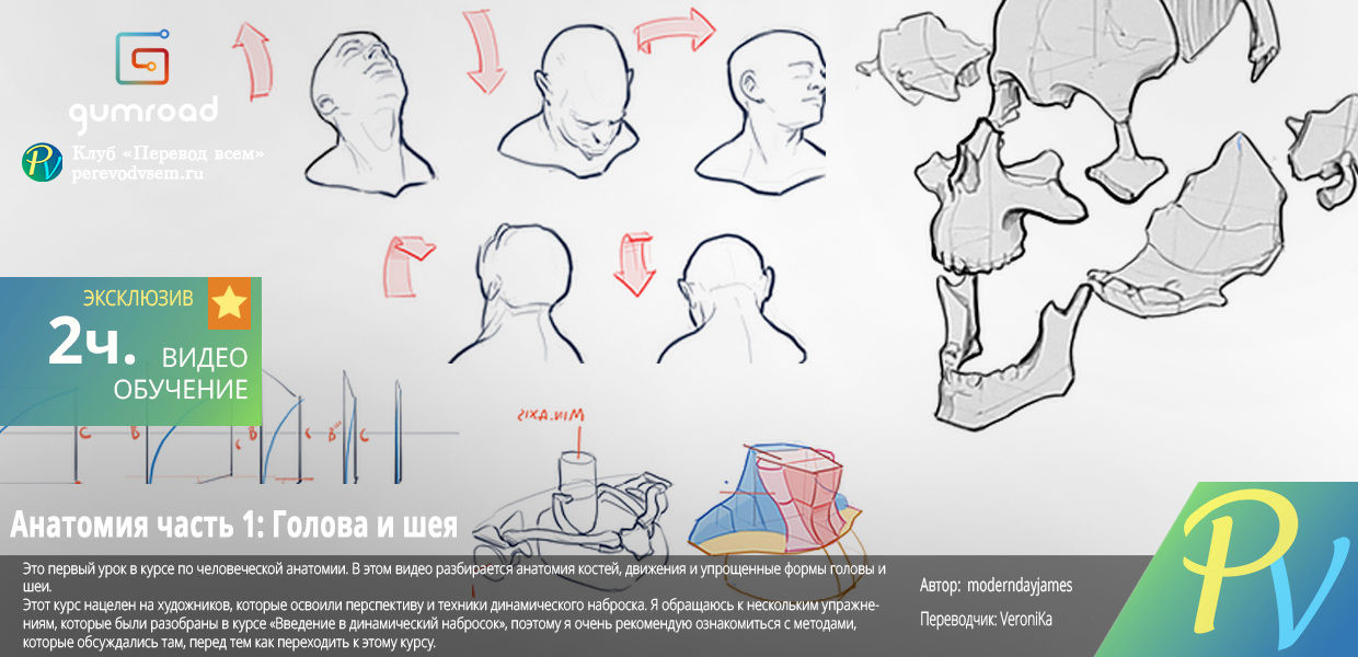 Anatomy-1-Head-and-Neck.png