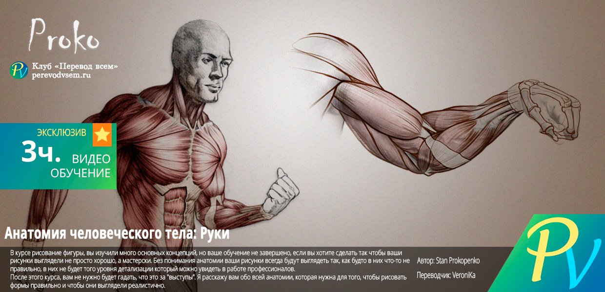 Anatomy-of-the-Human-Body-Arms.png