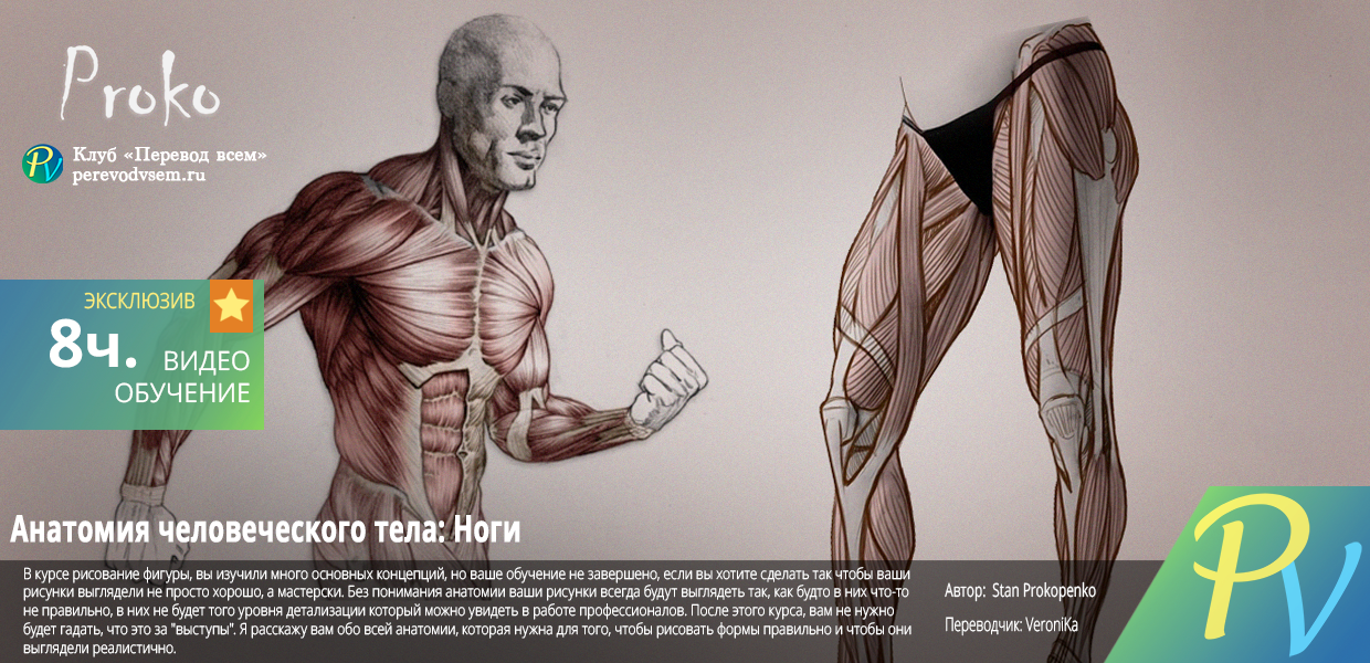 Anatomy-of-the-Human-Body.png