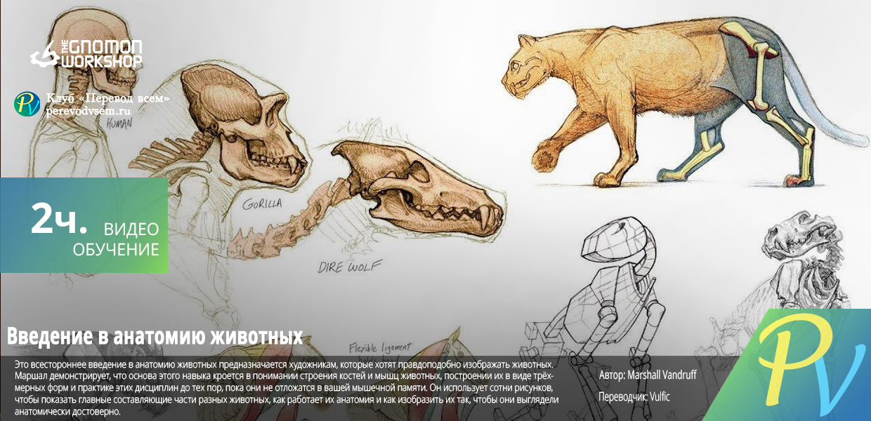 Introduction-to-Animal-Anatomy.png