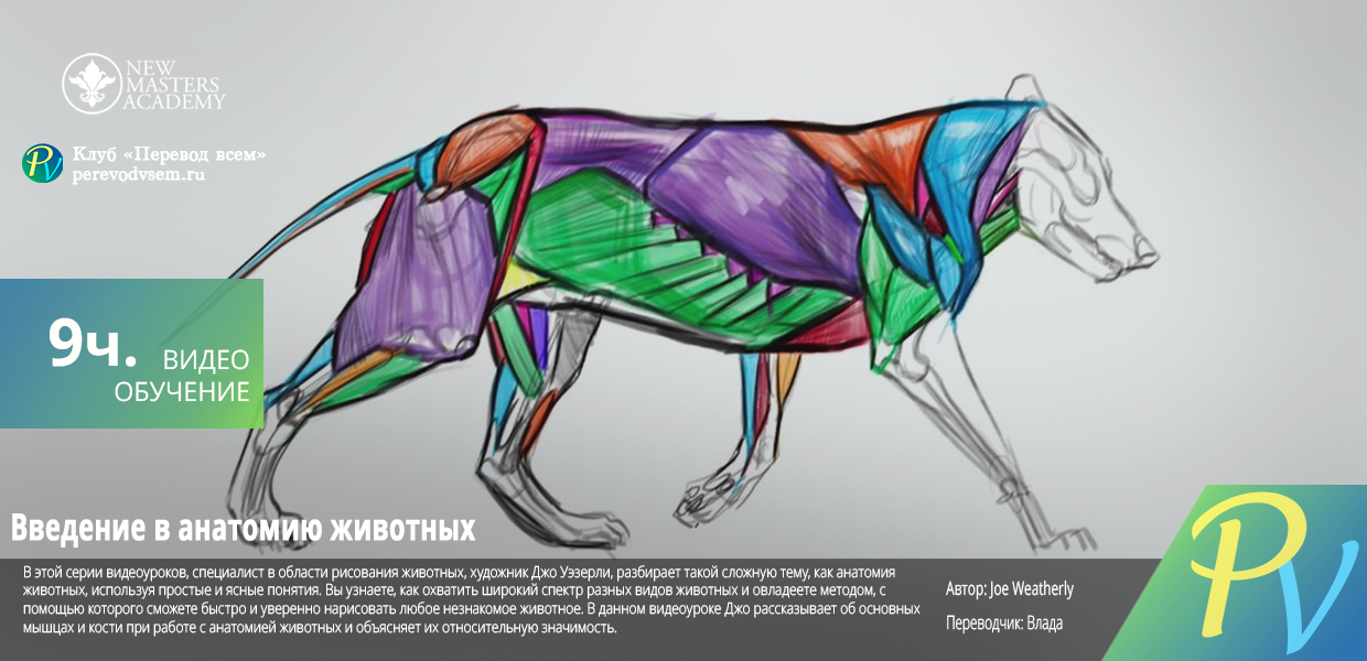 Introduction-to-Animal-Anatomy.png