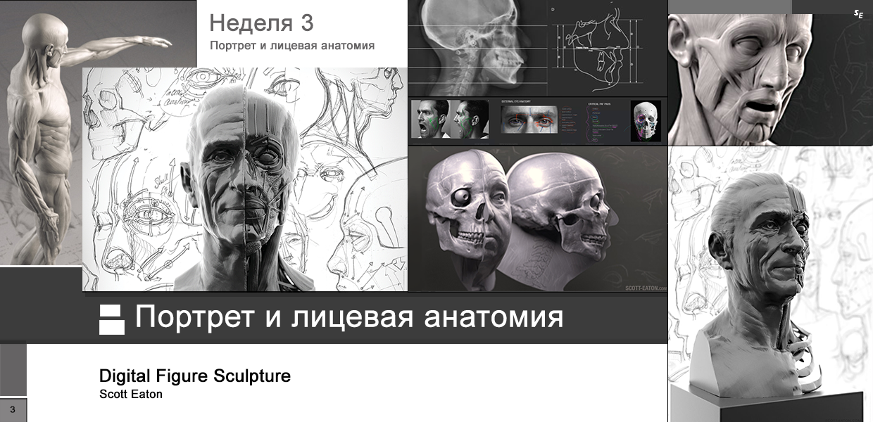 Portraiture-and-Facial-Anatomy-Week-3.png
