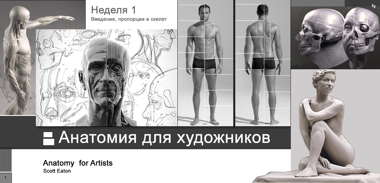 Scott-Eaton-Anatomy-for-Artists-Week-1.png