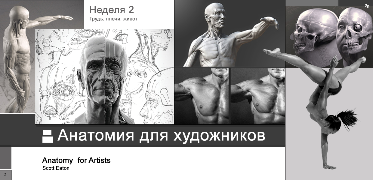 Scott-Eaton-Anatomy-for-Artists-Week-2.png