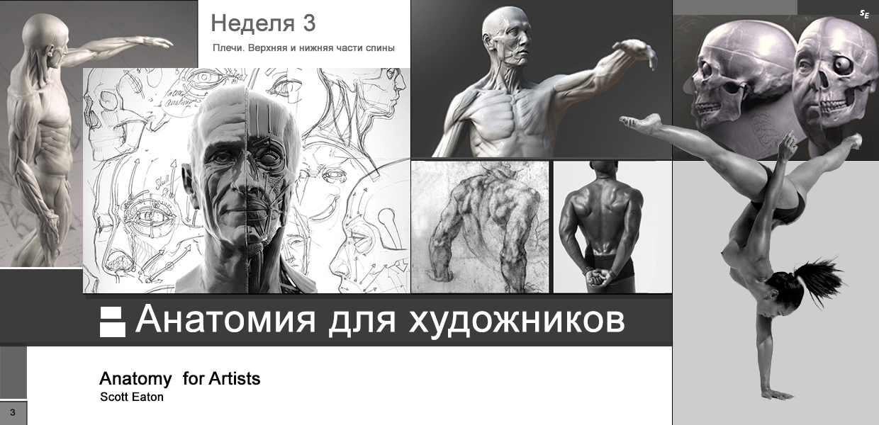 Scott-Eaton-Anatomy-for-Artists-Week-3.png