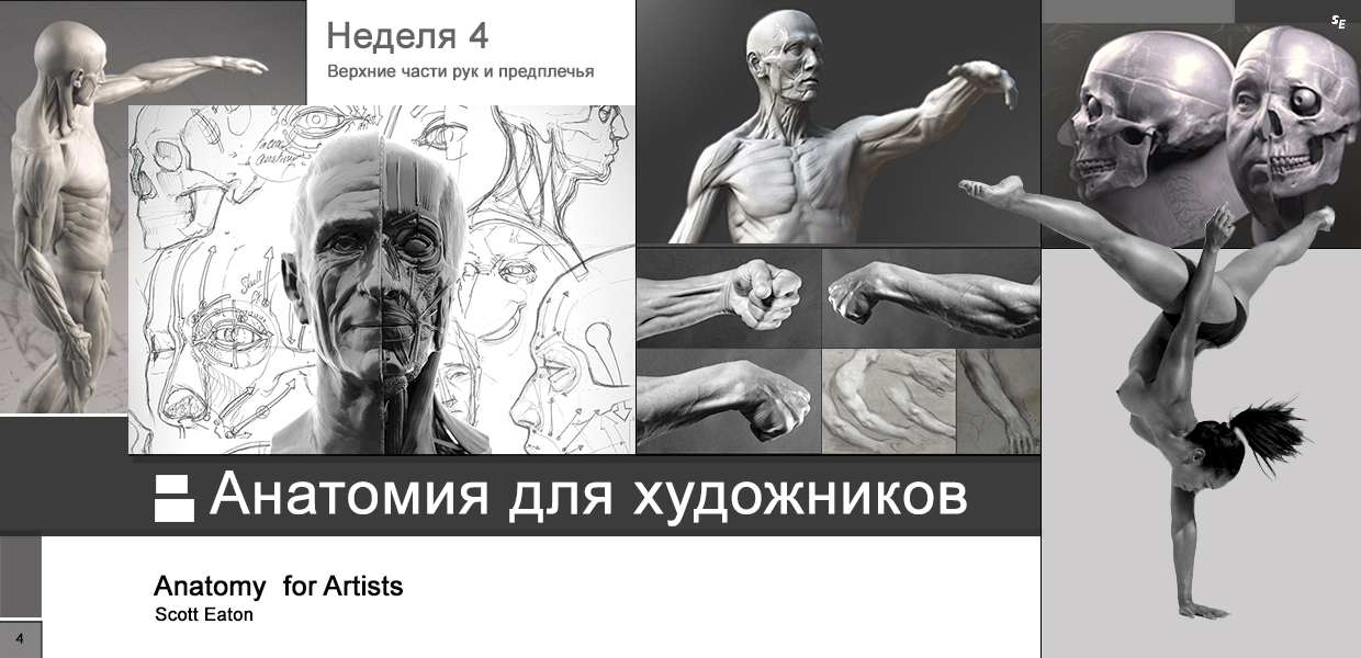 Scott-Eaton-Anatomy-for-Artists-Week-4.png
