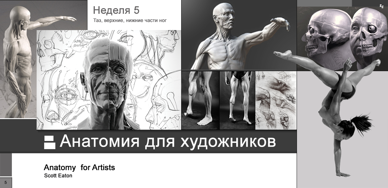 Scott-Eaton-Anatomy-for-Artists-Week-5.png