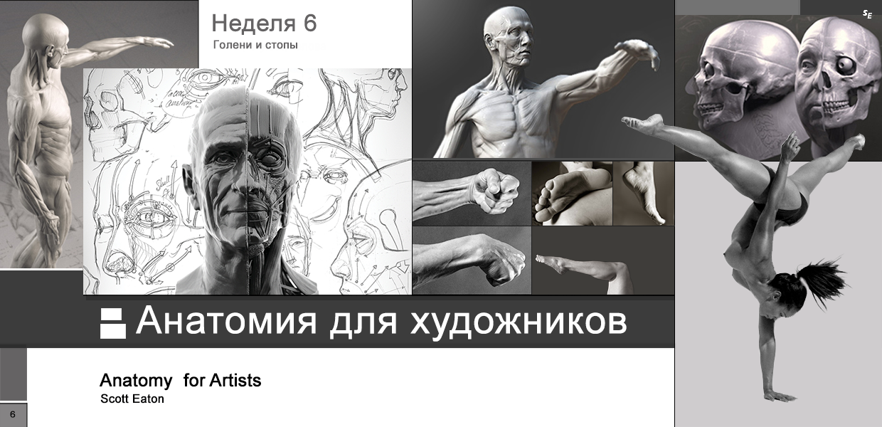 Scott-Eaton-Anatomy-for-Artists-Week-6.png