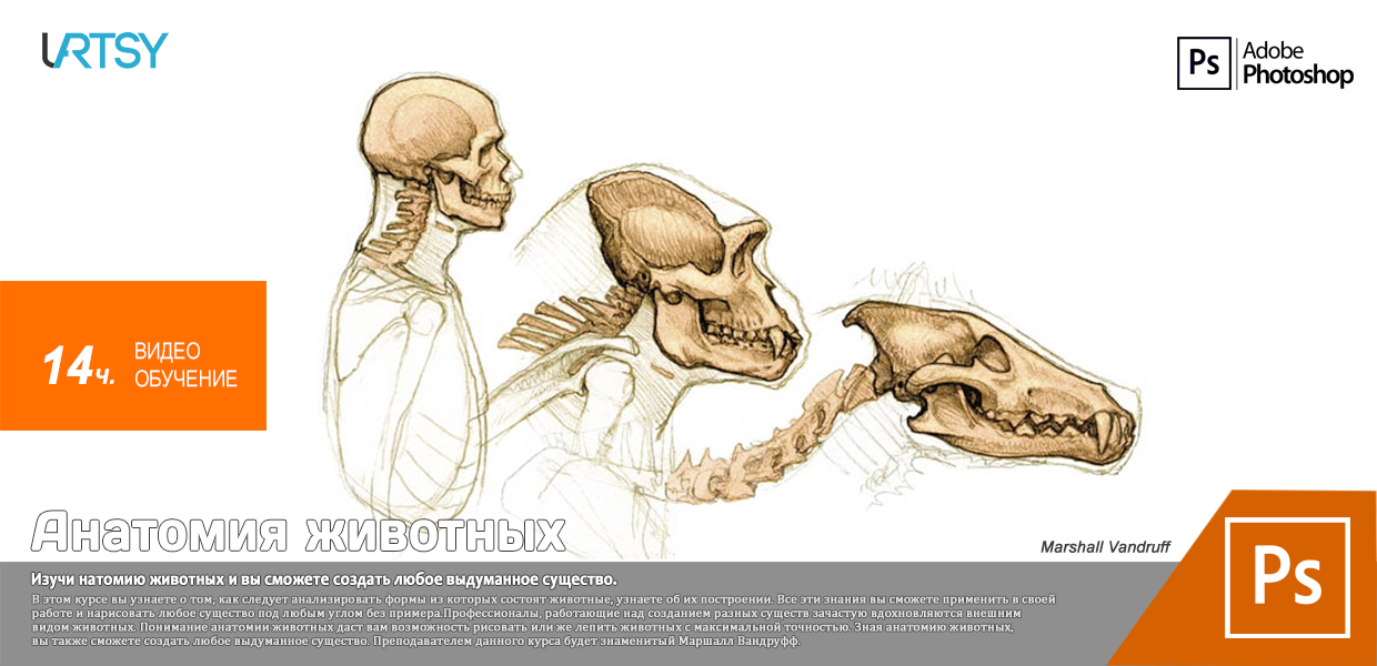 Uartsy-Animal-Anatomy.png