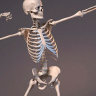 [Proko] Anatomy of the Human Body: Skeleton [ENG-RUS]