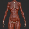 [Uartsy] Artistic Anatomy in ZBrush [ENG-RUS]