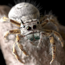 [The Gnomon Workshop] Modeling and Rendering a Realistic Jumping Spider with Eric Keller [ENG-RUS]