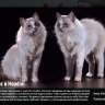 [The Gnomon Workshop] Creating Creature Hair & Fur Grooms in Houdini [ENG-RUS]